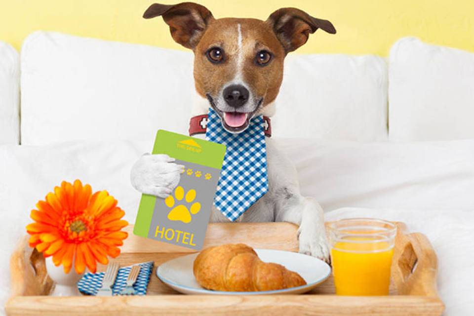 hotel pet friendly: cachorro usando um babador, segurando um livrinho e à sua frente uma bandeja de café da manhã